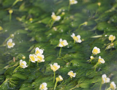 Small white flowers of the Mishima Baikamo swaying in the stream