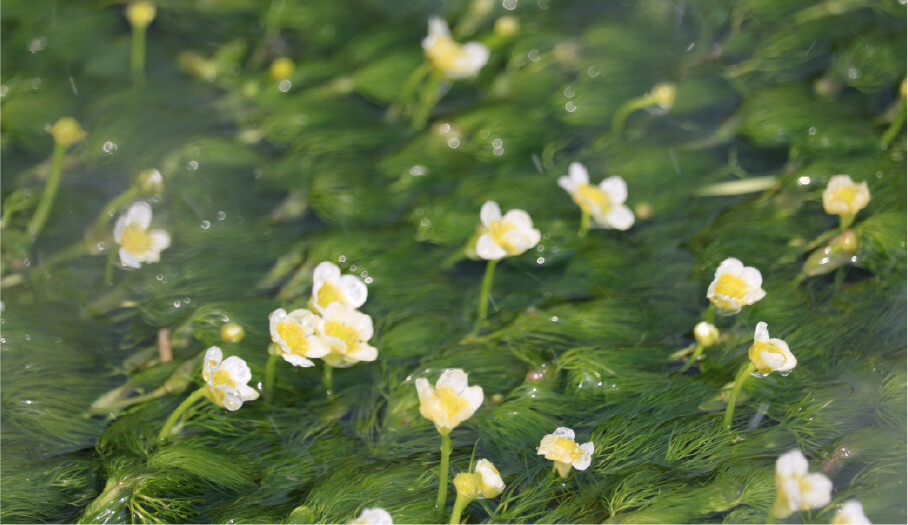 Small white flowers of the Mishima Baikamo swaying in the stream