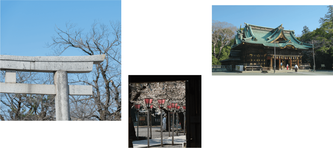 The Great Torii Gate of Mishima Grand Shrine / Mishima Grand Shrine with a majestic atmosphere / Mishima Grand Shrine during cherry blossom season