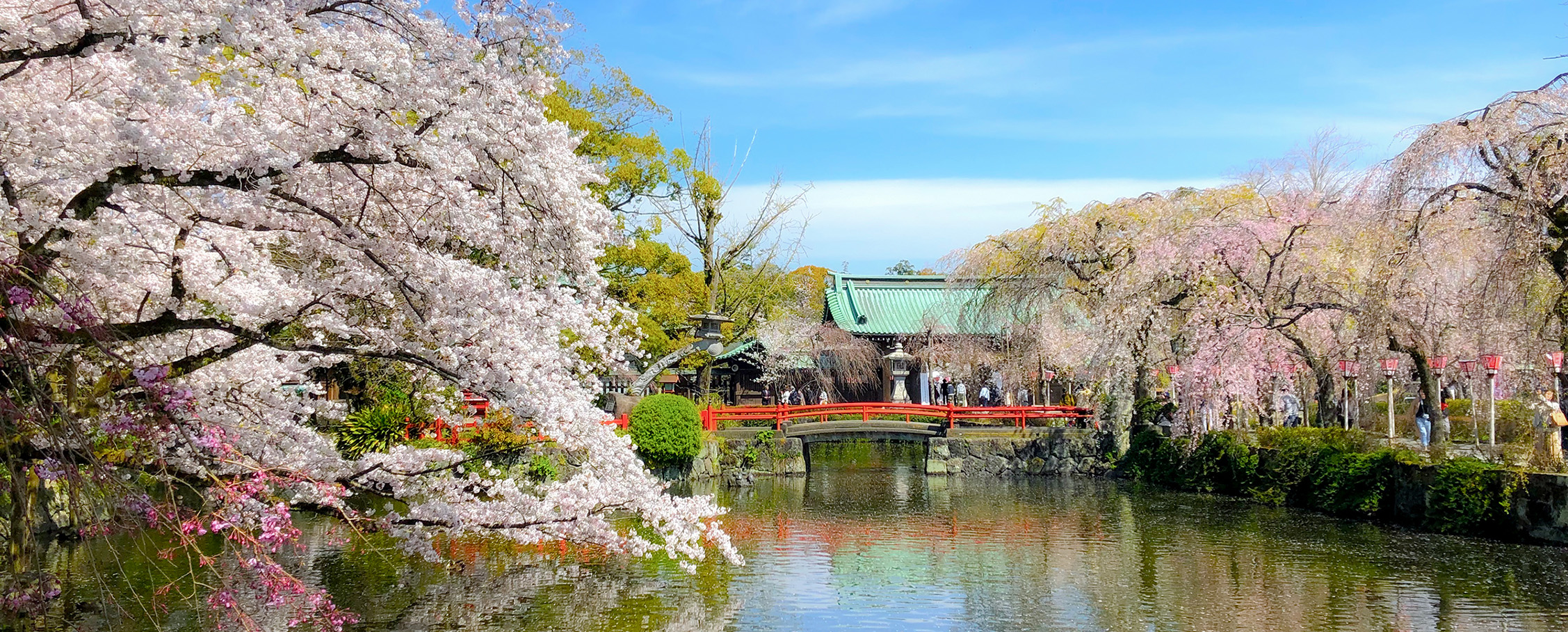 Mishima Grand Shrine with beautiful weeping cherry blossoms hanging over the pond