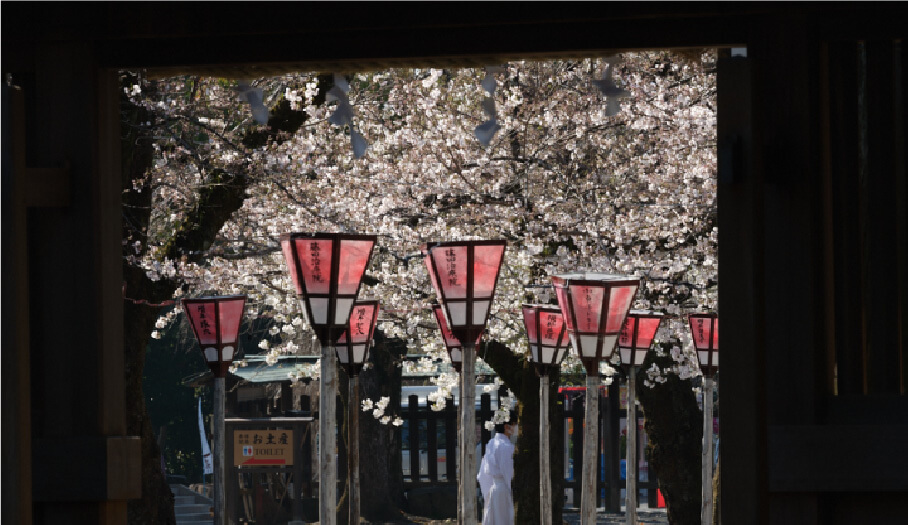 Mishima Grand Shrine during cherry blossom season