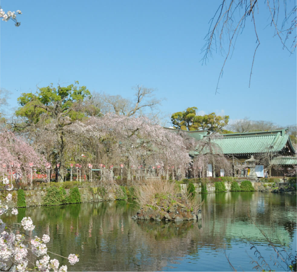 Mishima Grand Shrine with beautiful weeping cherry blossoms hanging over the pond