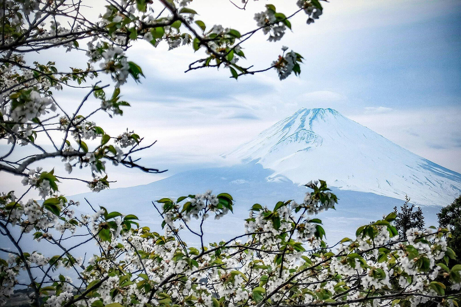 Mt. Fuji in the winter with sakura blossoming