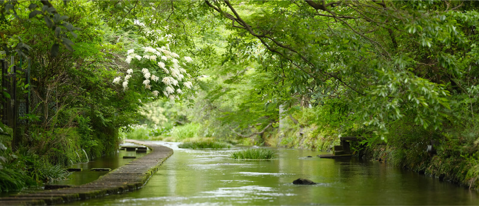 The surface of the Genbe River sparkles in shades of green